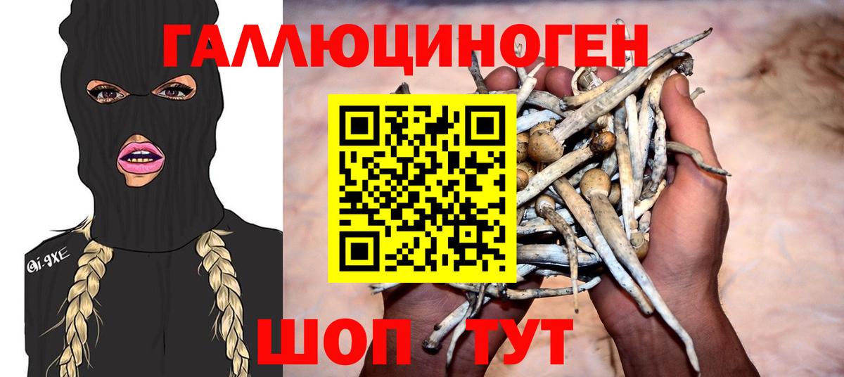 Псилоцибиновые грибы Psilocybe Можга